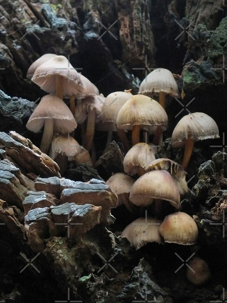 Fungi - The interface organisms between life and death. by Yampimon