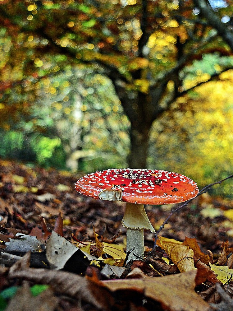 Autumn fungi in the park by Jassy046