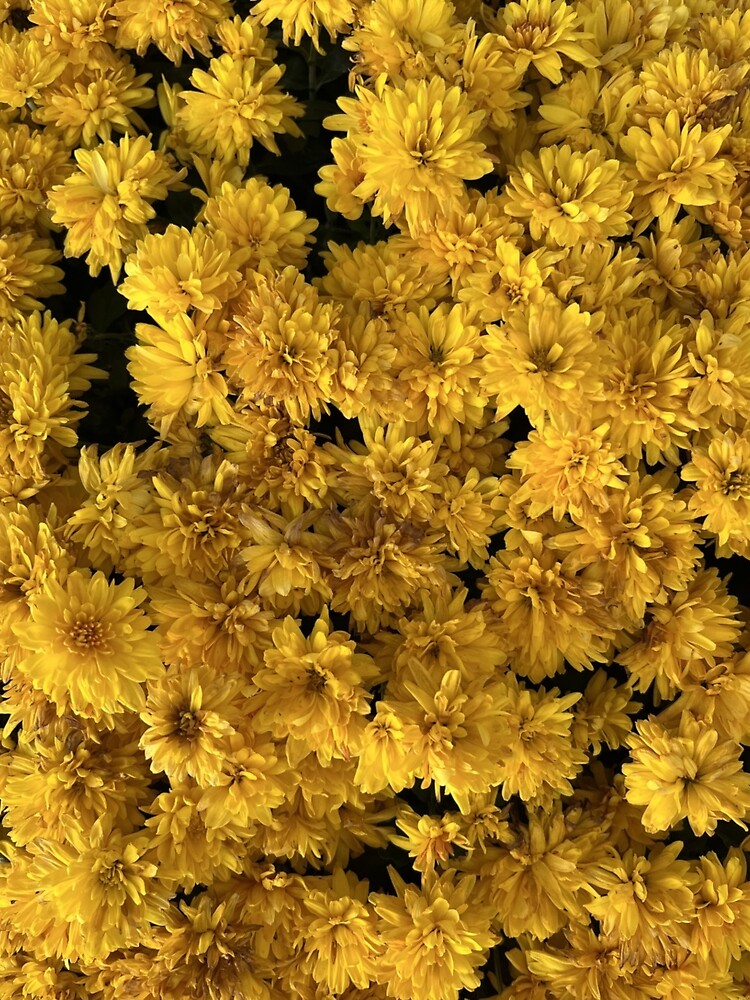 Yellow Mums by SIpublishing