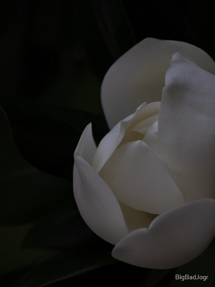 White bloom over black background by BigBadJogr