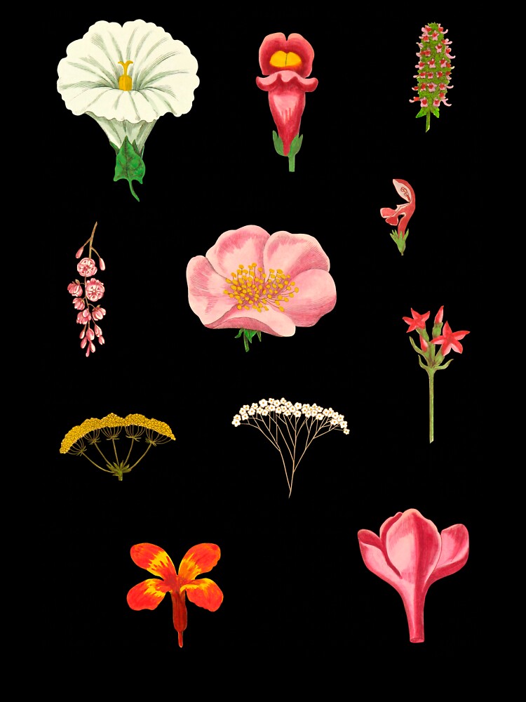 Botany Collage - Identifying Flower Structures by wildstrawberry