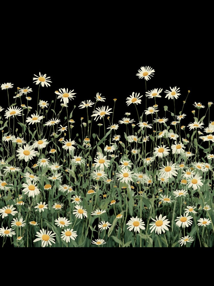 Wild Daisy Flower Field Aesthetic by PACS0011