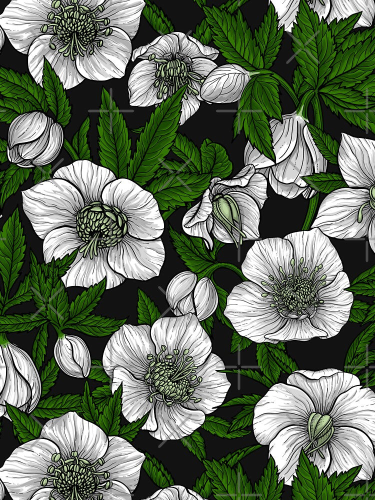 White Hellebores with green leaves by Katerina Mitkova Kirilova