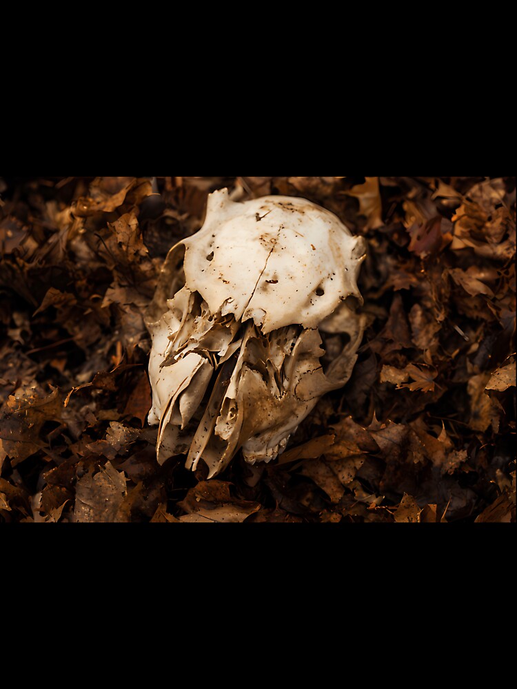 Animal Skull Autumn Leaves Macabre Nature by icbgllgpl