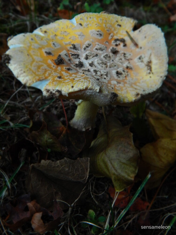 Mushroom Kingdom (1324) by sensameleon