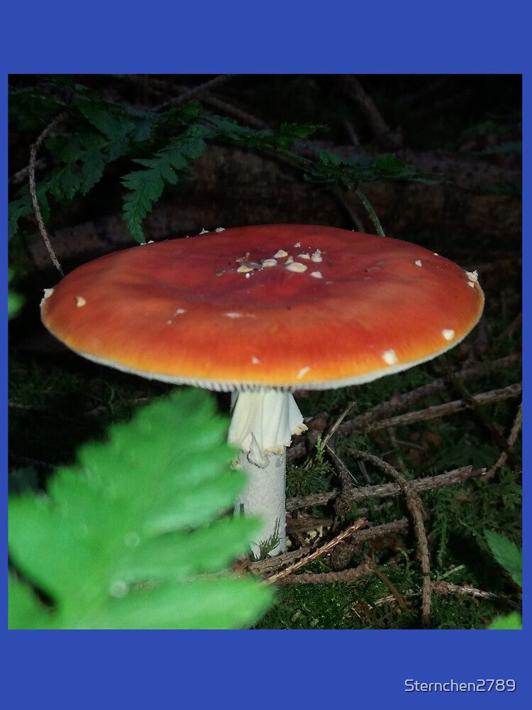 Fly agaric, mushroom, mushroom by Sternchen2789