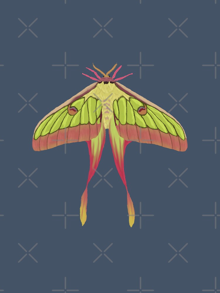 Chinese Moon Moth by Ashley Gagnon