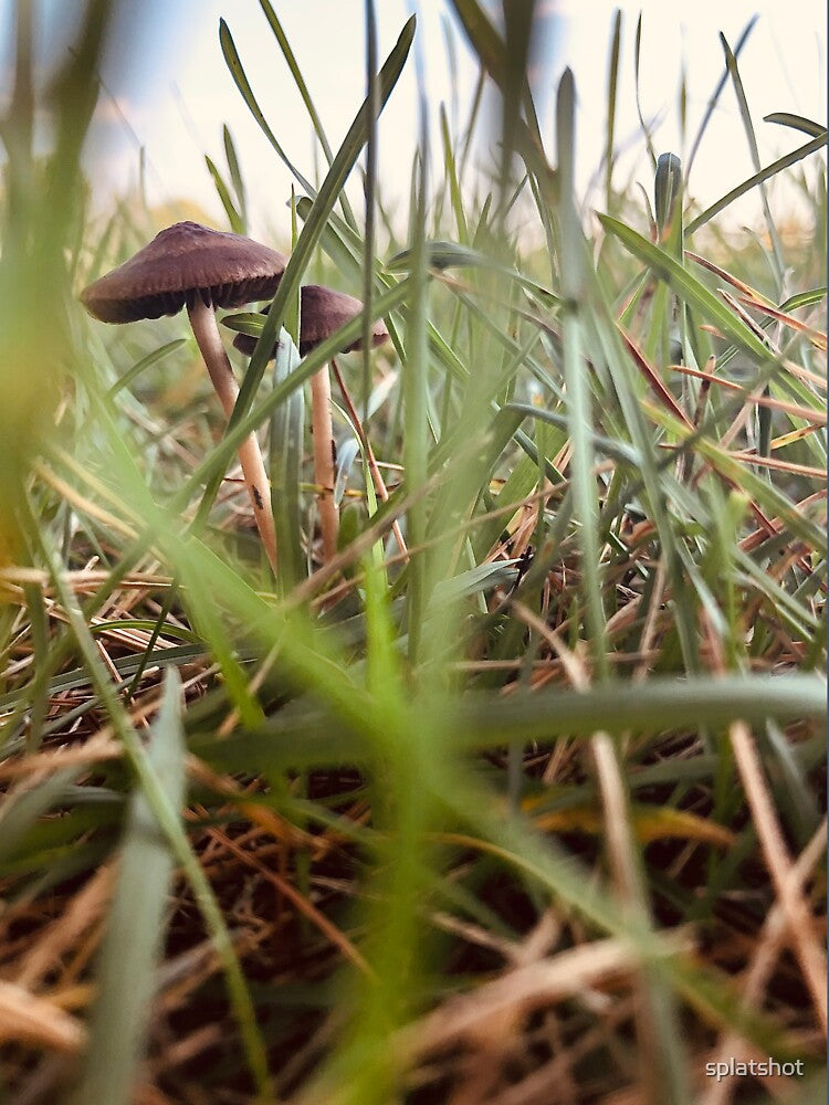 Mushrooms in the grass by splatshot