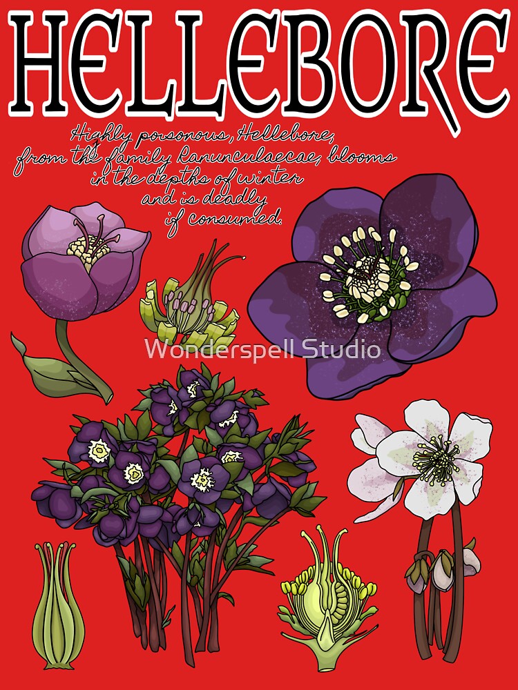 Hellebore Botanical by Wonderspell Studio