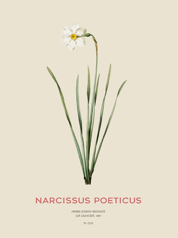 Poet's narcissus or Narcissus poeticus by Vintagrafica
