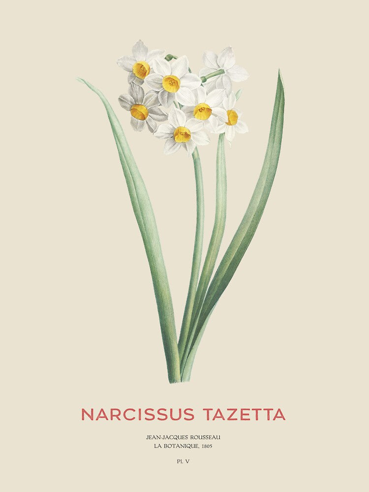 Cream narcissus or Narcissus tazetta by Vintagrafica