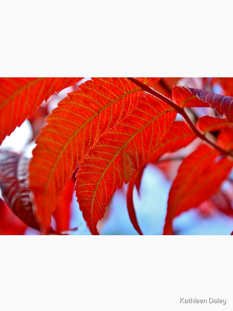 Sumac Leaves by Kathleen Daley