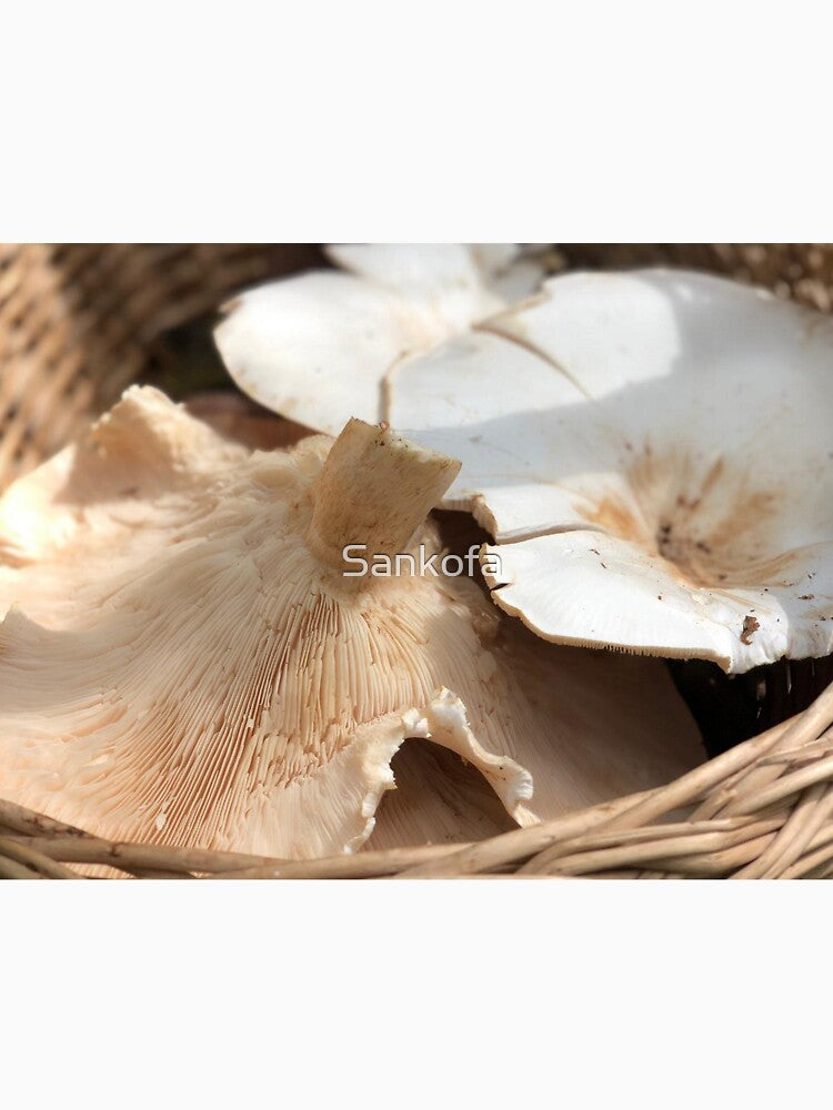 mushroom harvest by Sankofa