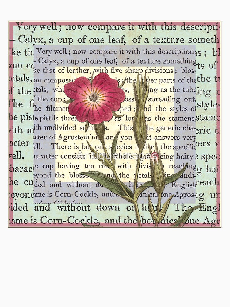 Antique Field Flower Illustration by AntiqueImages
