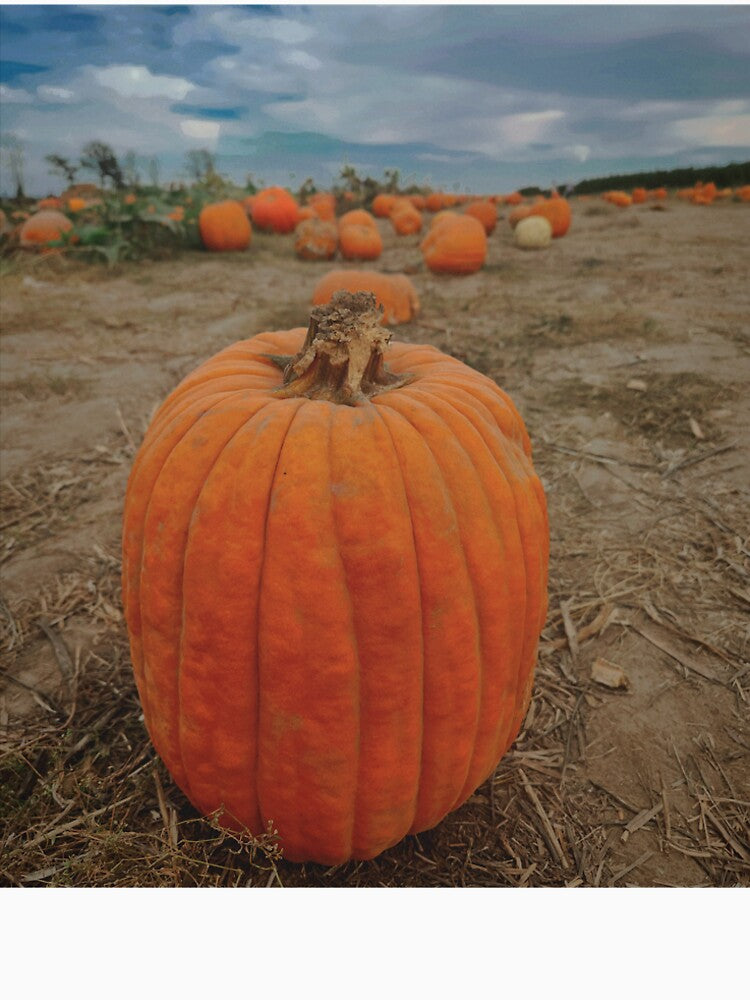 Pumpkins by Lolly's Little Lovelies