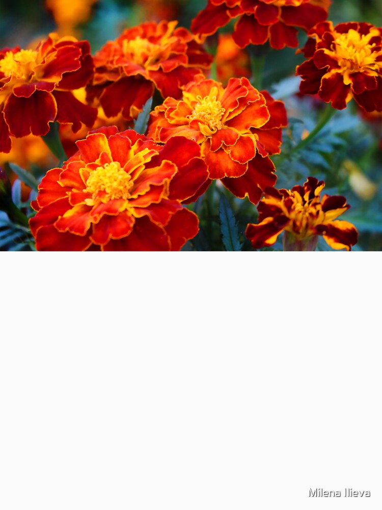 Autumn Marigold by Milena Ilieva