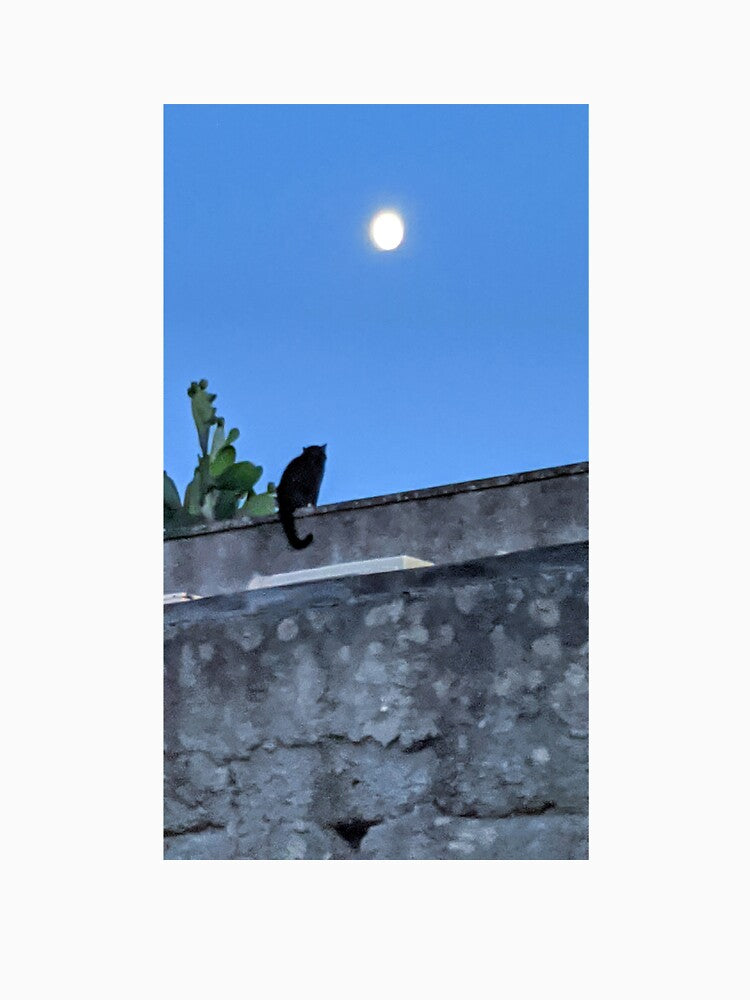 The Cat and the Full Moon by smartDirk