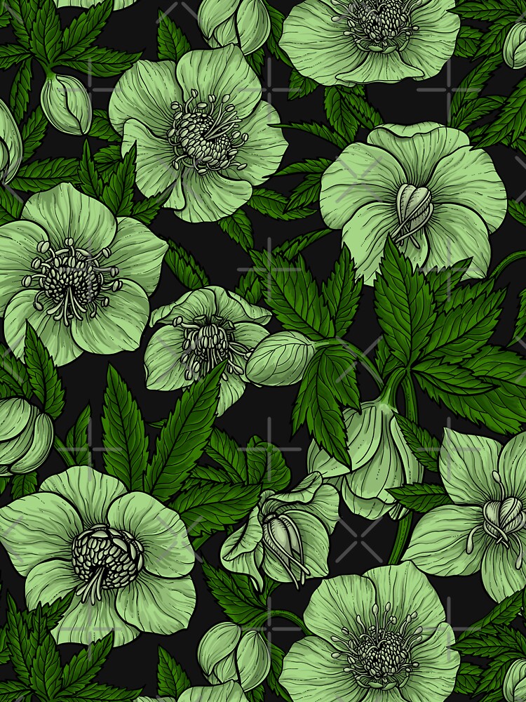 White Hellebores with leaves by Katerina Mitkova Kirilova