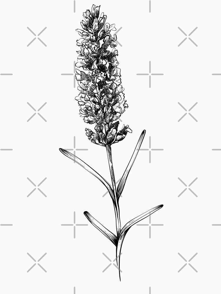 The beauty of lavender flower sketch by midsketcher