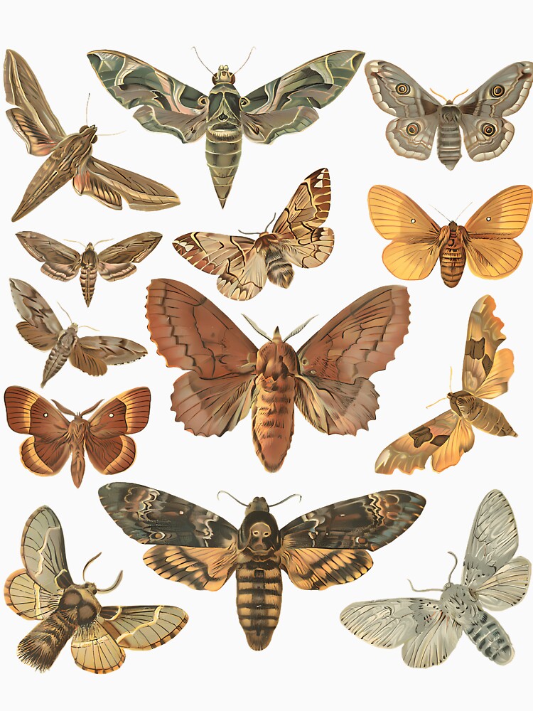 Vintage Moth Goblincore Dark Academia by fanzymukump