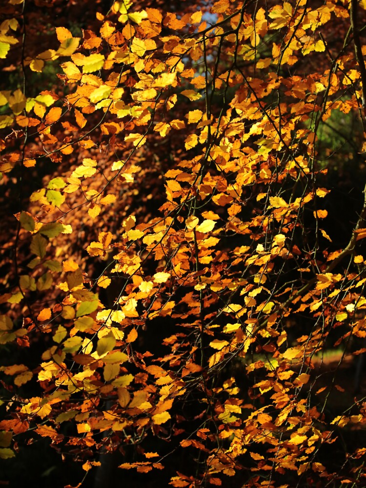 Digital photograph of sunlit autumn beech leaves by SimonJohnson1