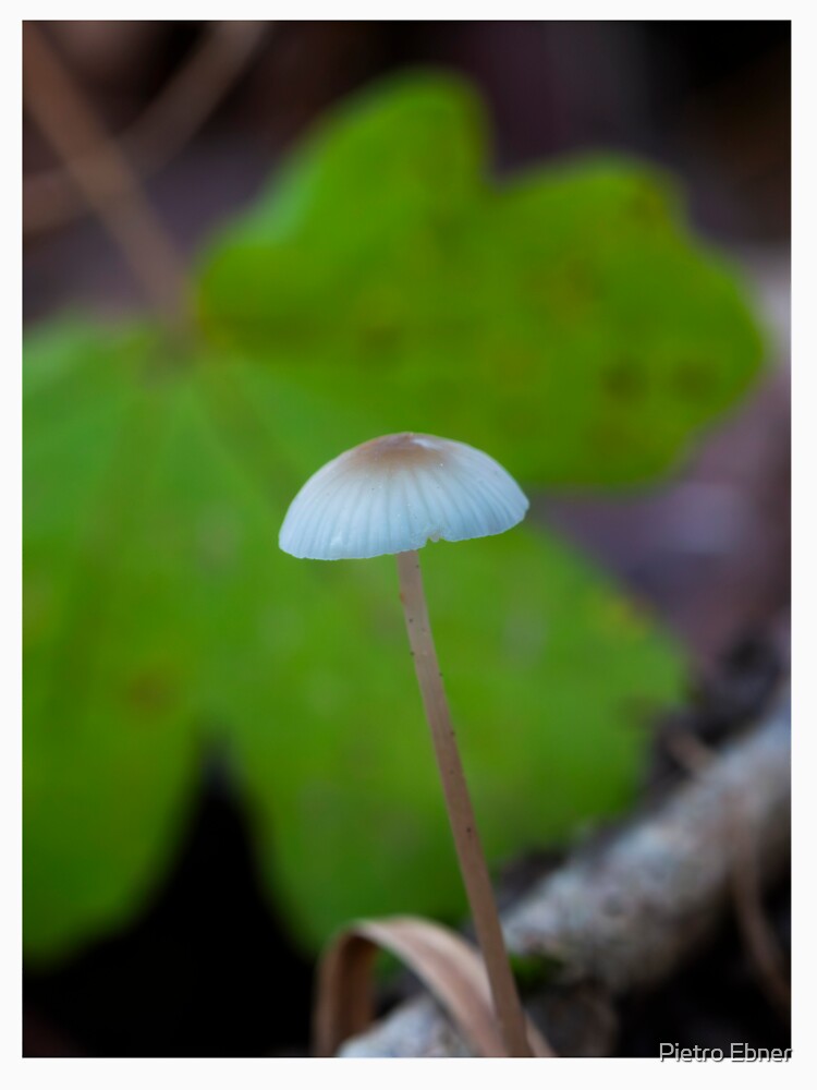 Mushroom nature macro by pietrofoto