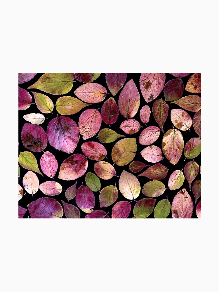 Autumn Leaves Photo Art Print by Eva Vincent
