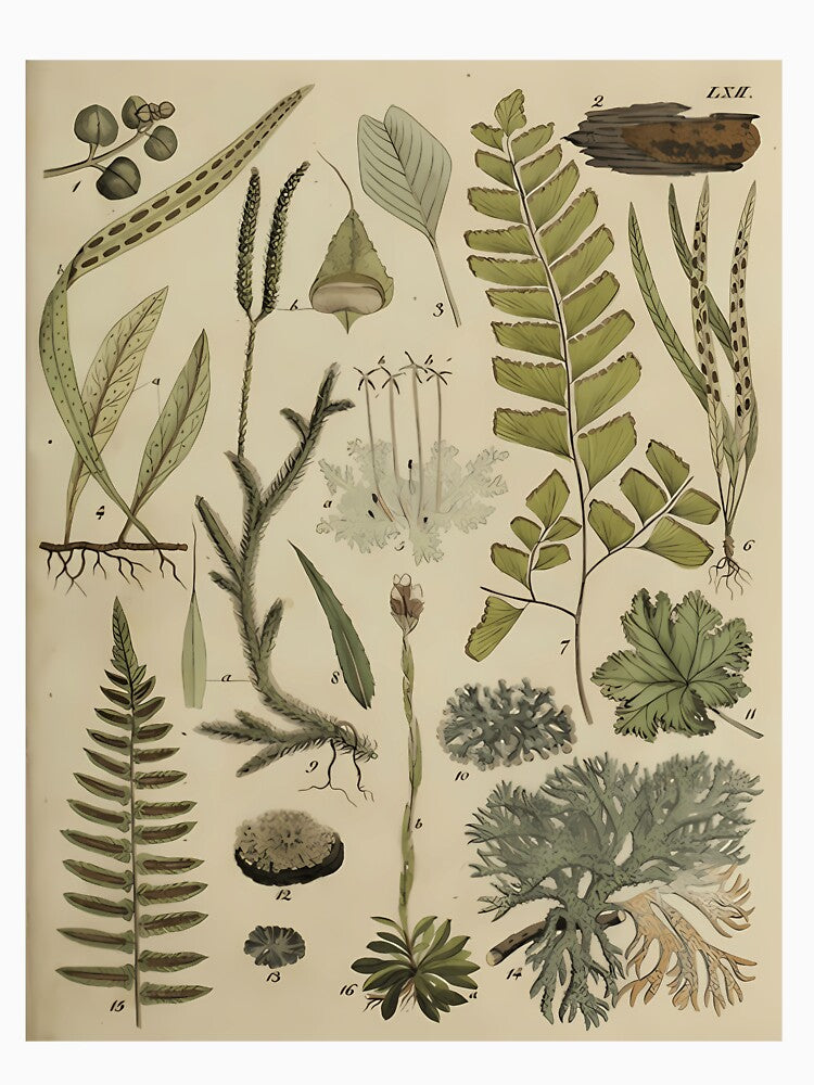 Vintage Ferns And Lichen Botanical Poster by cxjrusdkc4