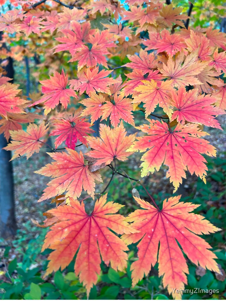Red Gold Maple Leaves in South Korea | Fall Leaves Photography by YemmyZImages