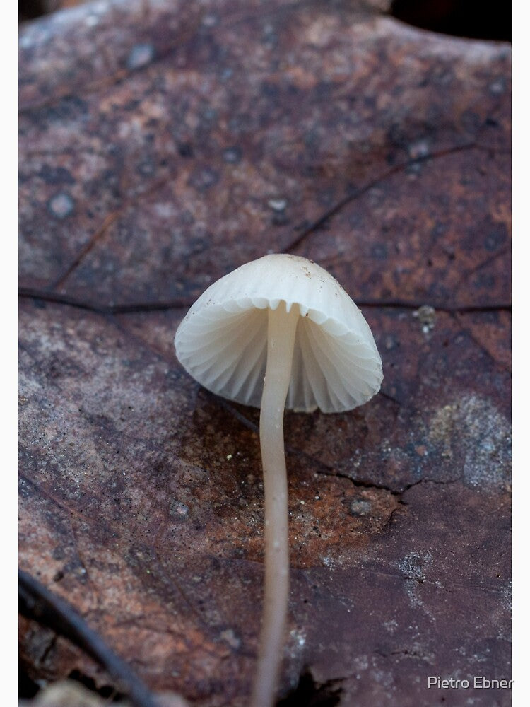 Mushroom nature closeup by pietrofoto