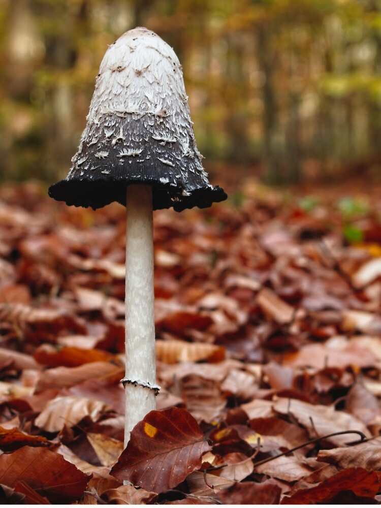 Shaggy Mane Mushroom in Autumn Leaves by bakosshops