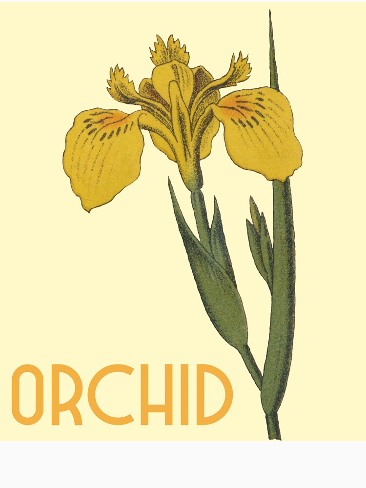 Yellow Orchids Flowers Botanical Illustration by Creative  Tagging