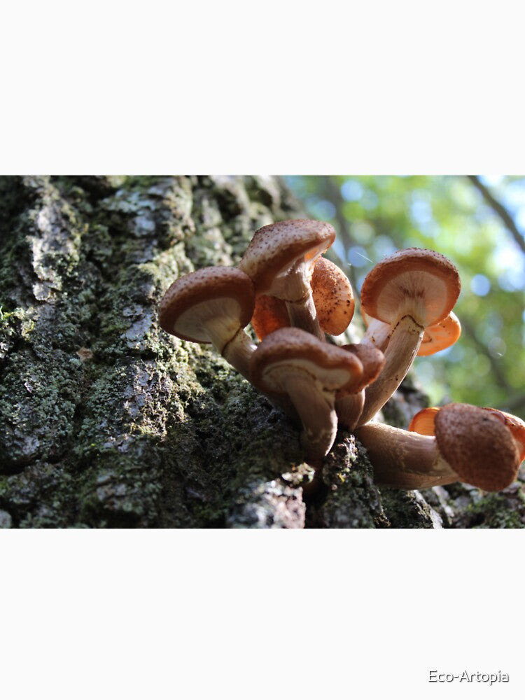 Scalycap Mushrooms by Eco-Artopia