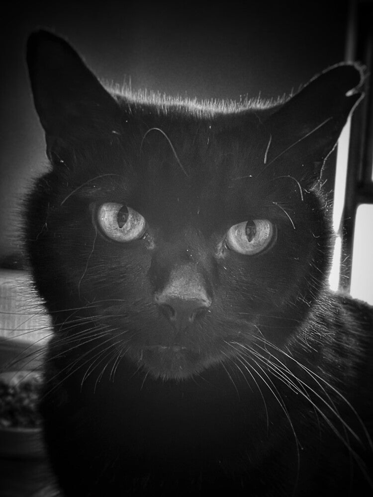 The Black Cat by CatandCauldron