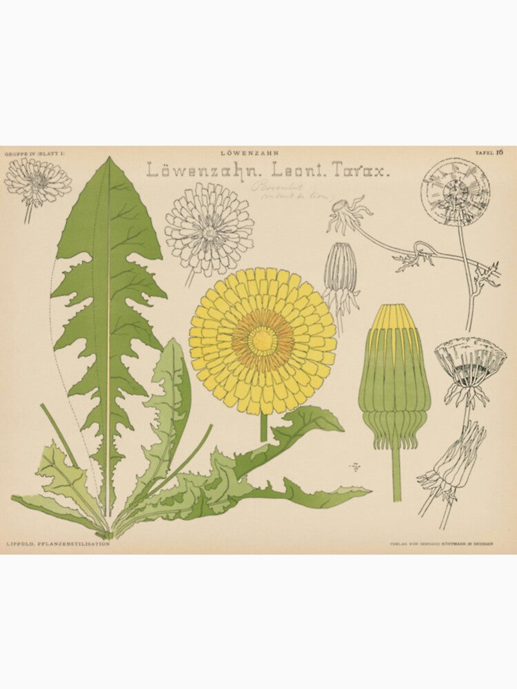 Dandelion Botany Chart by BlueSpecsStudio
