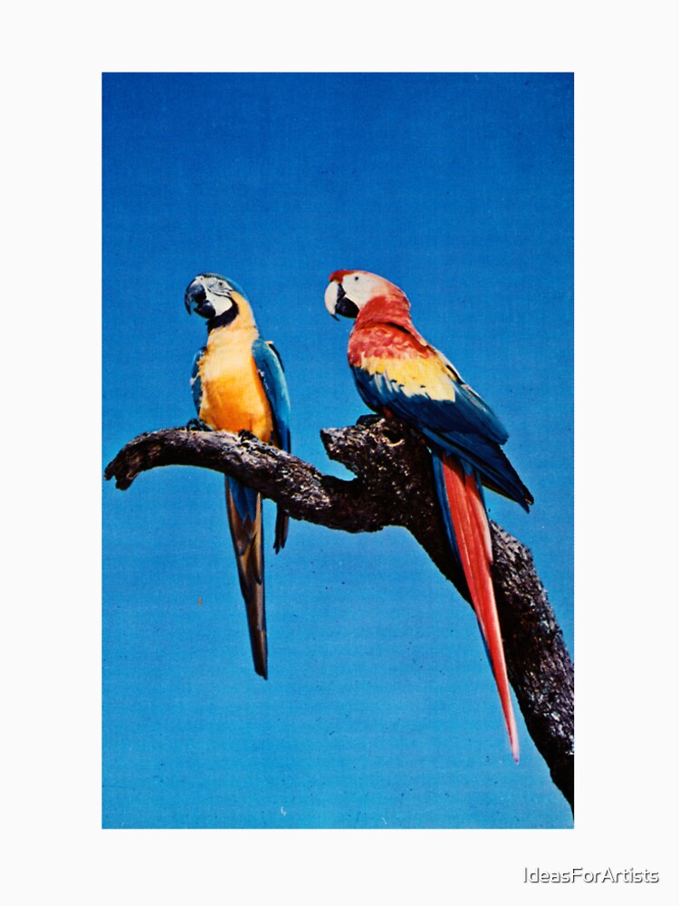 Colorful macaws - vintage animals by Inspirationmotivation