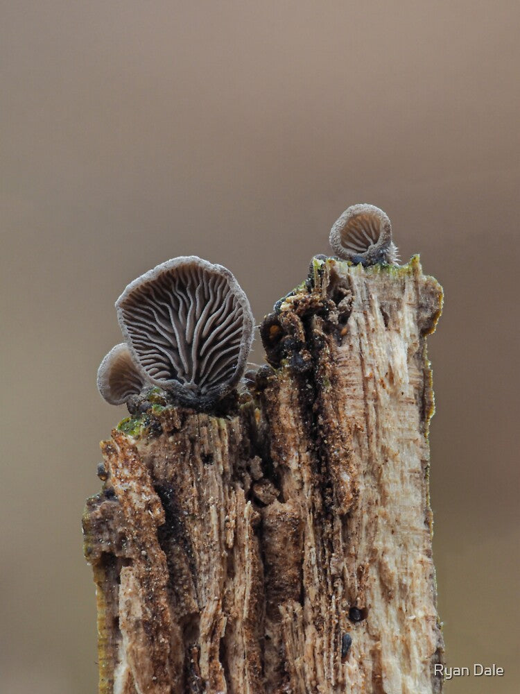Grey Oysterling Mushrooms by Ryan Dale