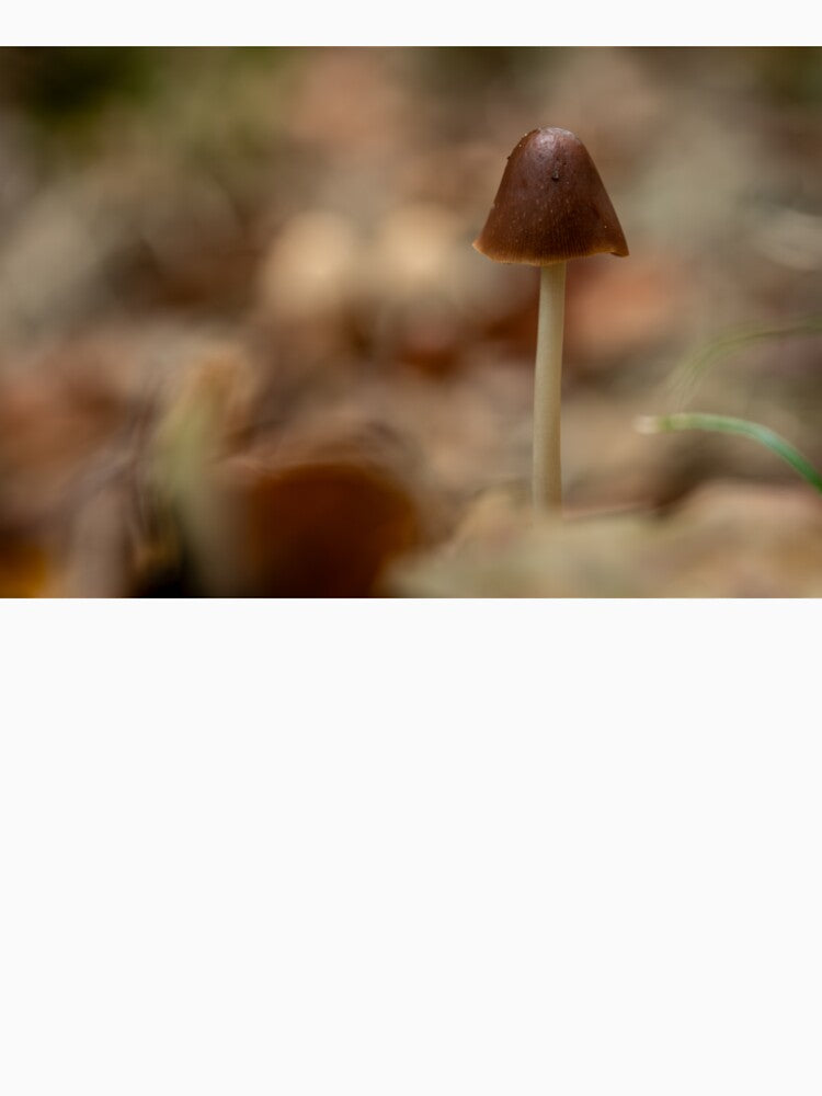 mushroom in close-up by Slalon85