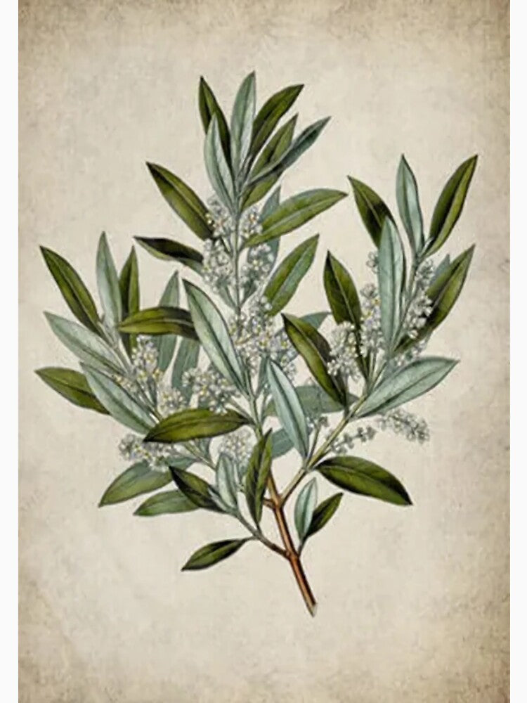Dark Academia Peony Botanica by socoloso