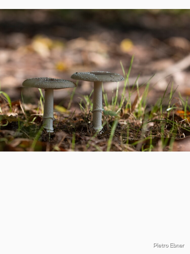 Two mushrooms by pietrofoto