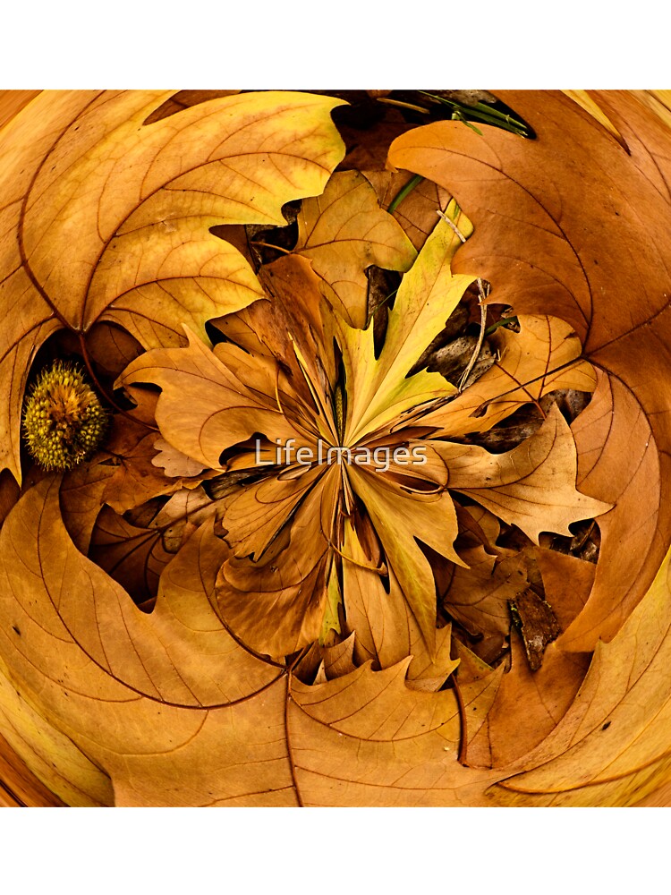 Fallen autumn leaves by Life Images by Jill