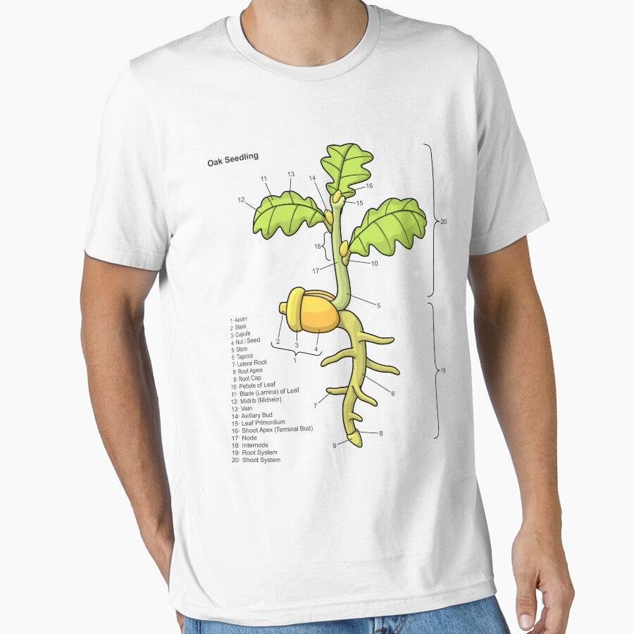Oak Seedling Diagram by taylorcustom